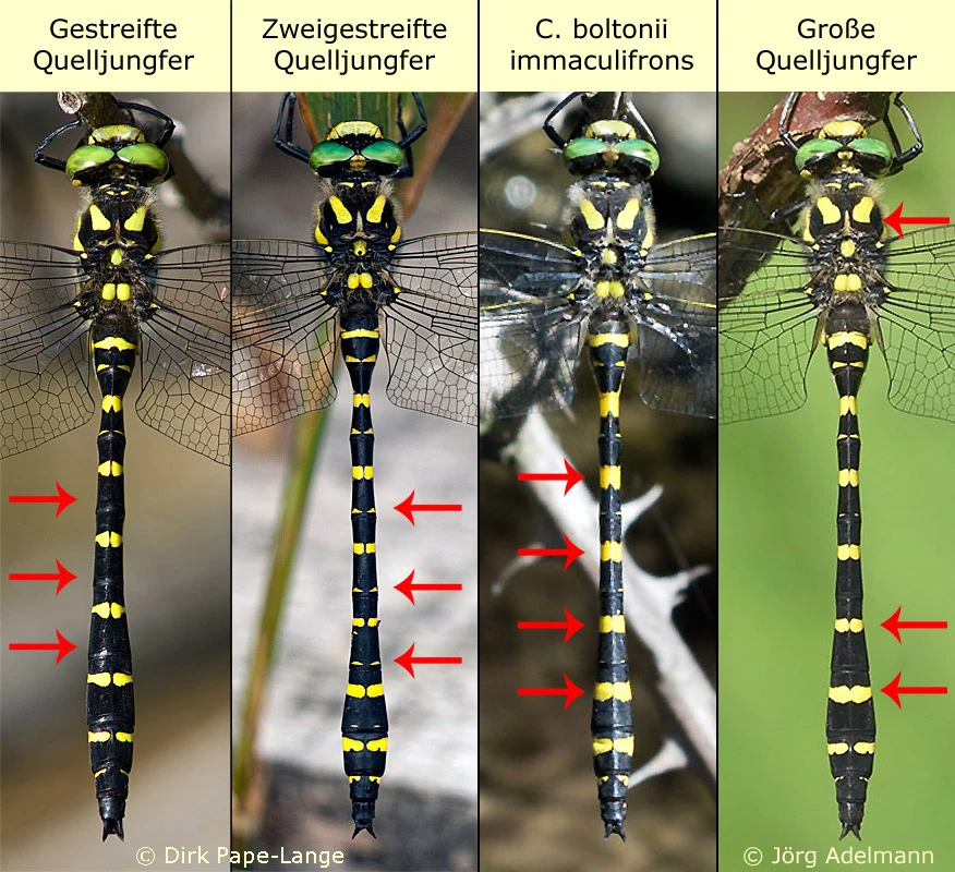 Unterschiede von Quelljungfern