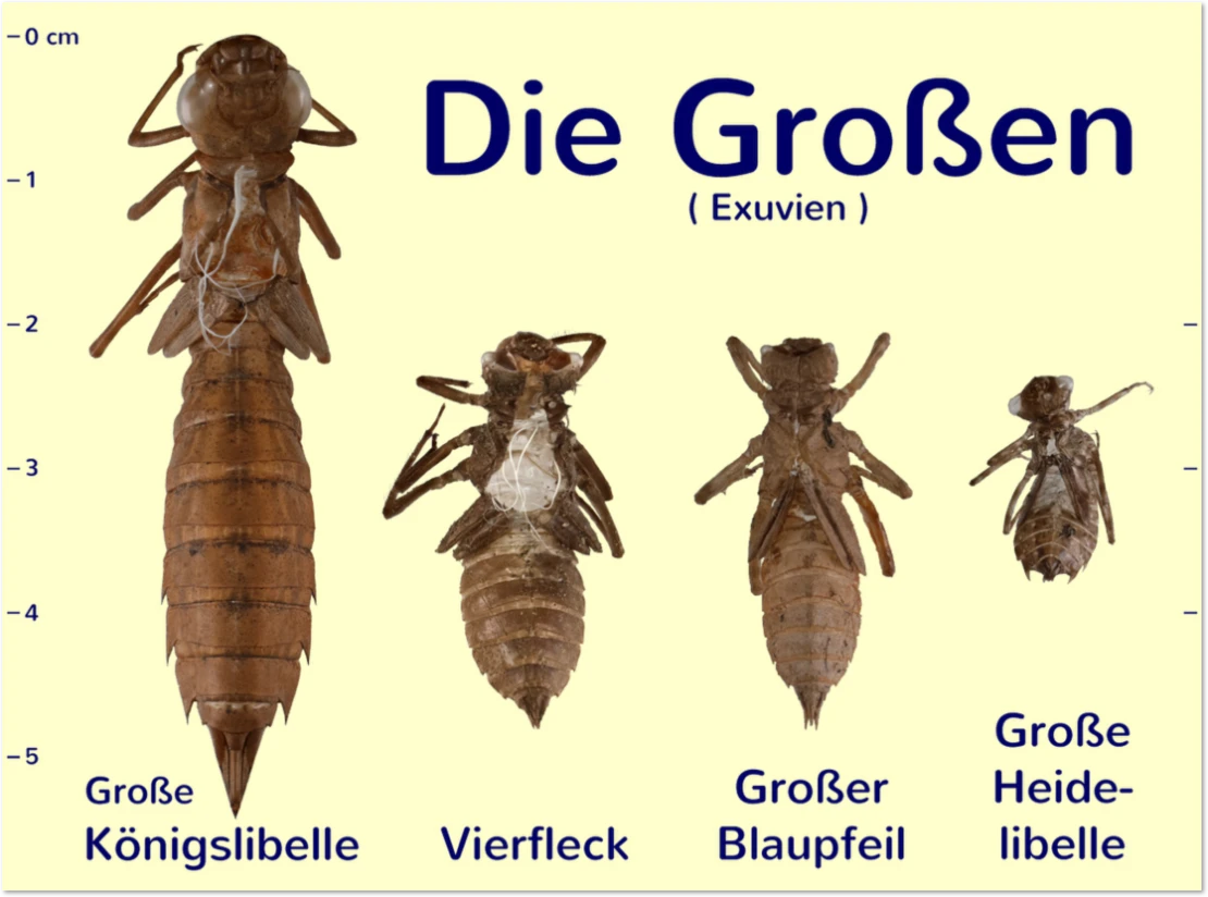 Vergleich der Exuvie von Großlibellen Großlibellen - Exuvien