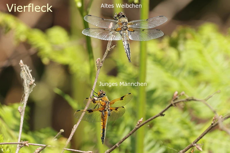 Vierfleck Jung und alt