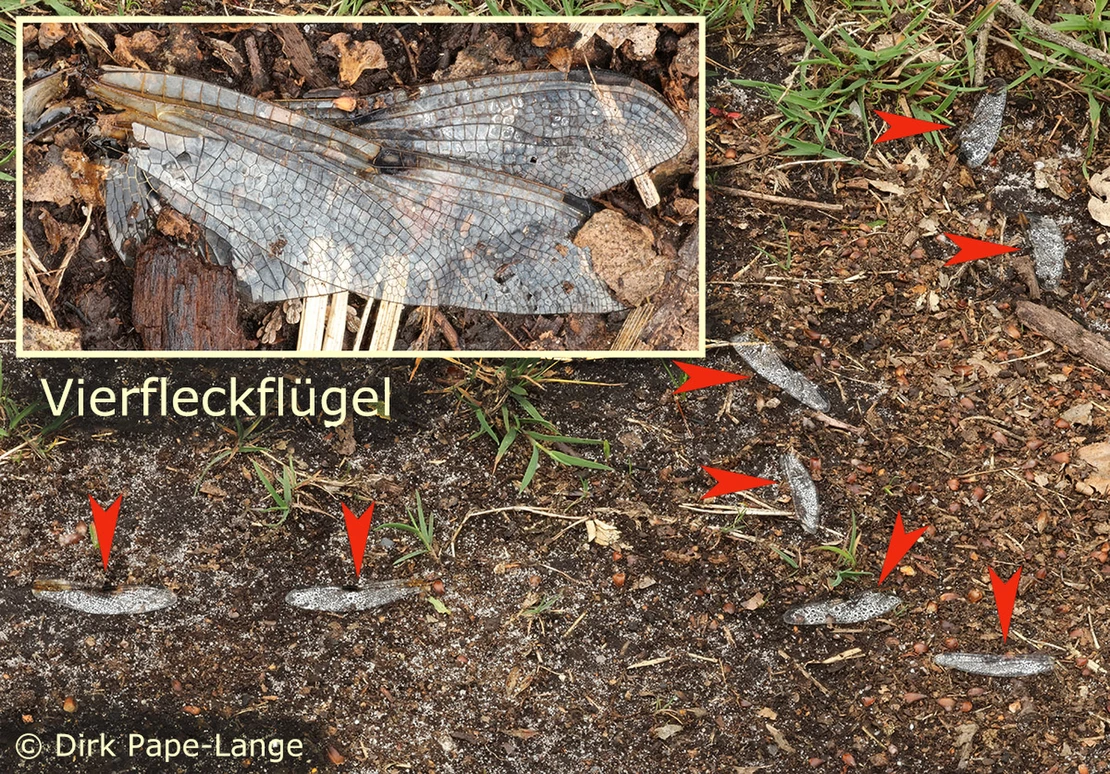 Vierfleckflügel