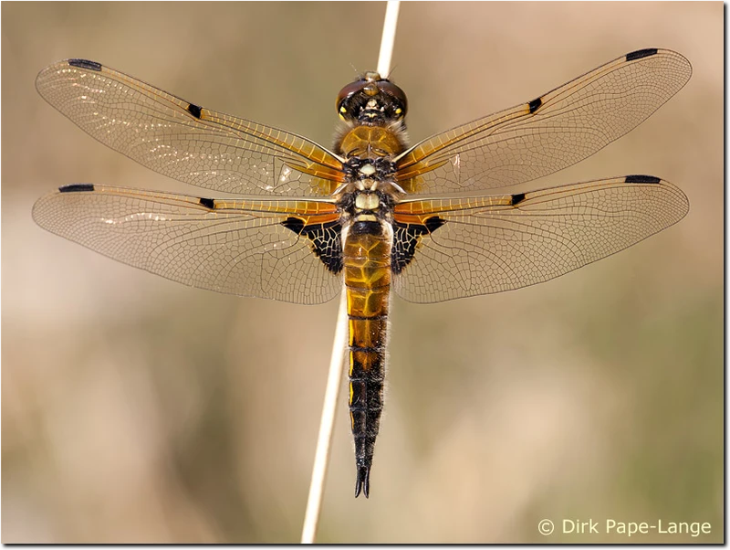 Junges Vierfleck Männchen Libellula quadrimaculata
