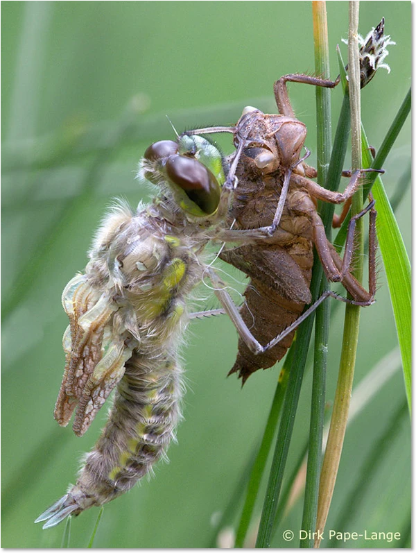 Vierfleck (Libellula quadrimaculata) beim Schlupf Männchen beim Schlupf