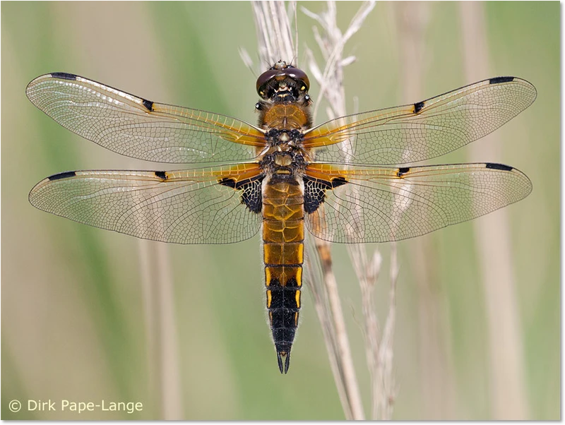 Vierfleck (Libellula quadrimaculata) - Weibchen Weibchen