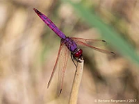 Trithemis annulata