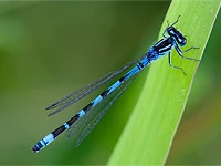 Coenagrion ornatum