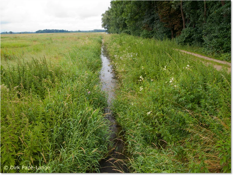 Habitat der Vogel-Azurjungfer Habitat