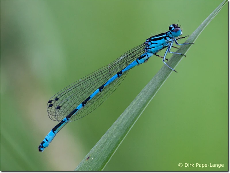 Männchen der Vogel-Azurjungfer (Coenagrion ornatum) Coenagrion ornatum