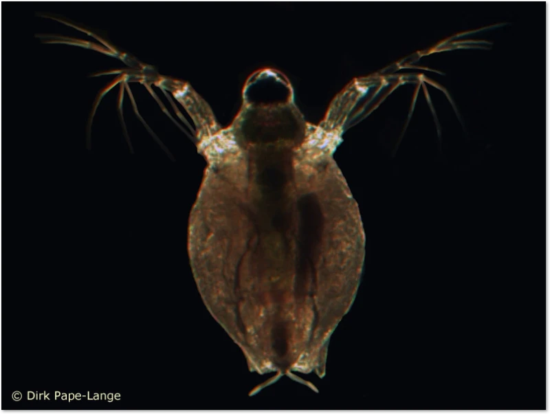 Libellennahrung - Wasserfloh Was fressen Libellen