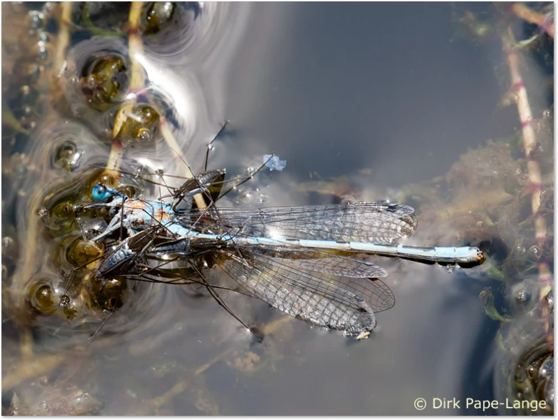 Libellen-Predator - Wasserläufer Wasserläufer fressen Kleinlibelle