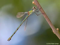 Chalcolestes viridis