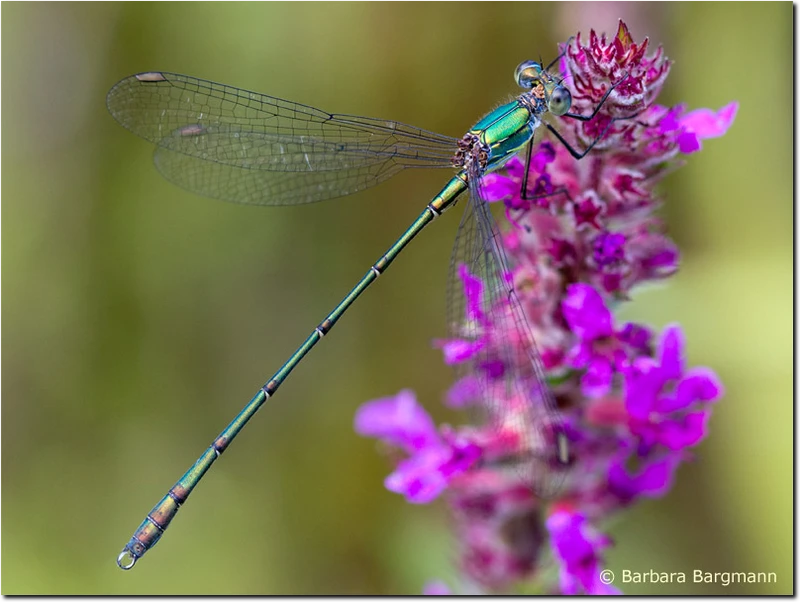 Chalcolestes viridis