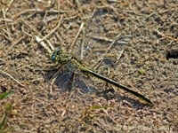 Gomphus pulchellus