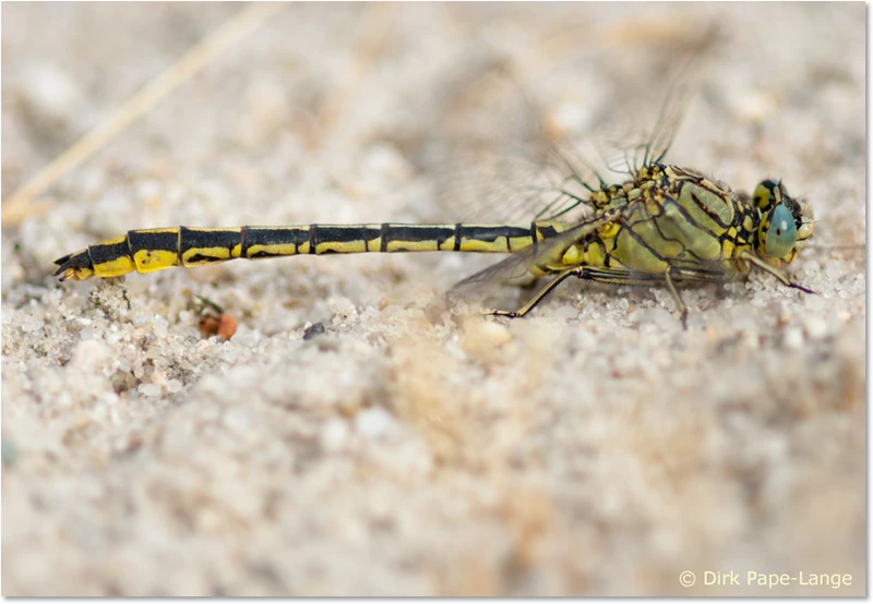 Gomphus pulchellus Männchen