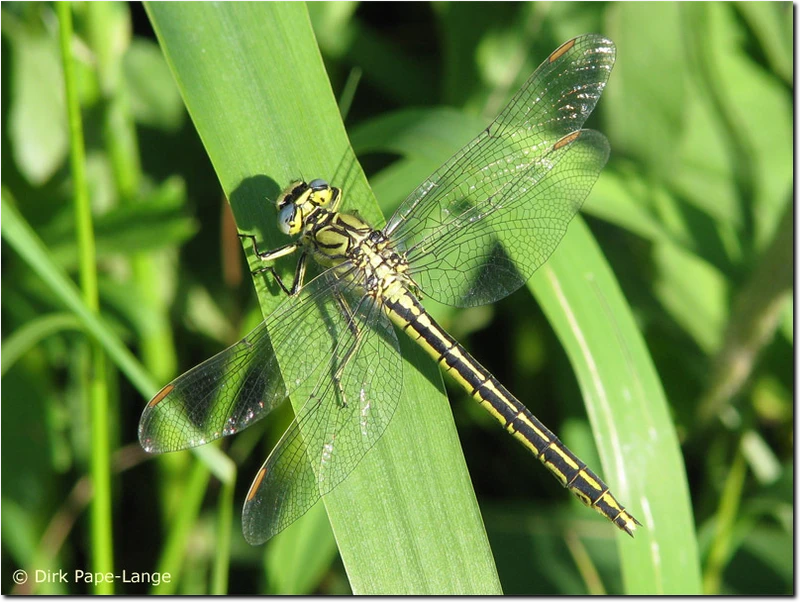 Gomphus pulchellus