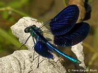 Calopteryx xanthostoma