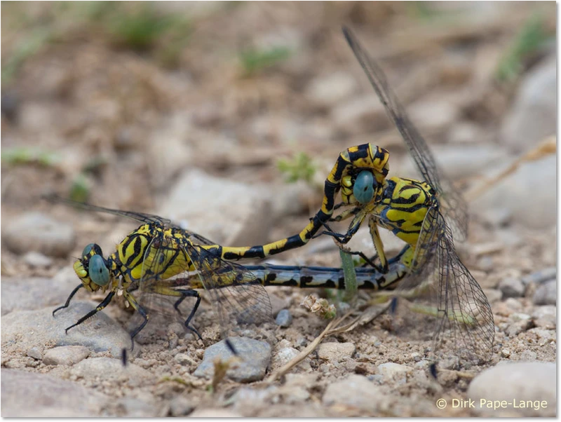 Paarungsrad der Westlichen Zangenlibelle