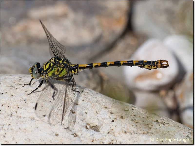 junges Männchen - Westliche Zangenlibelle Onychogomphus forcipatus unguiculatus