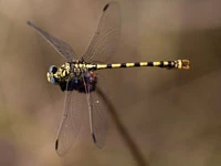 O. forcipatus unguiculatus