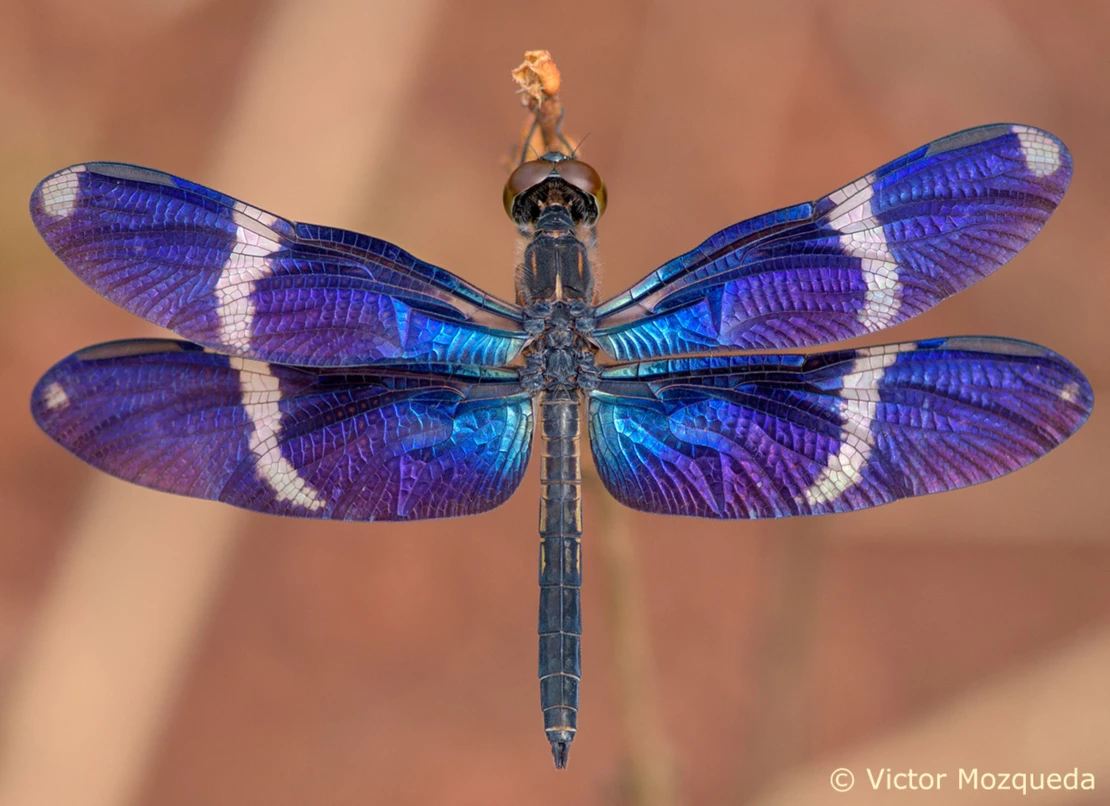 Zenithoptera lanei