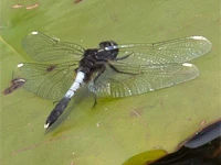 Leucorrhinia caudalis