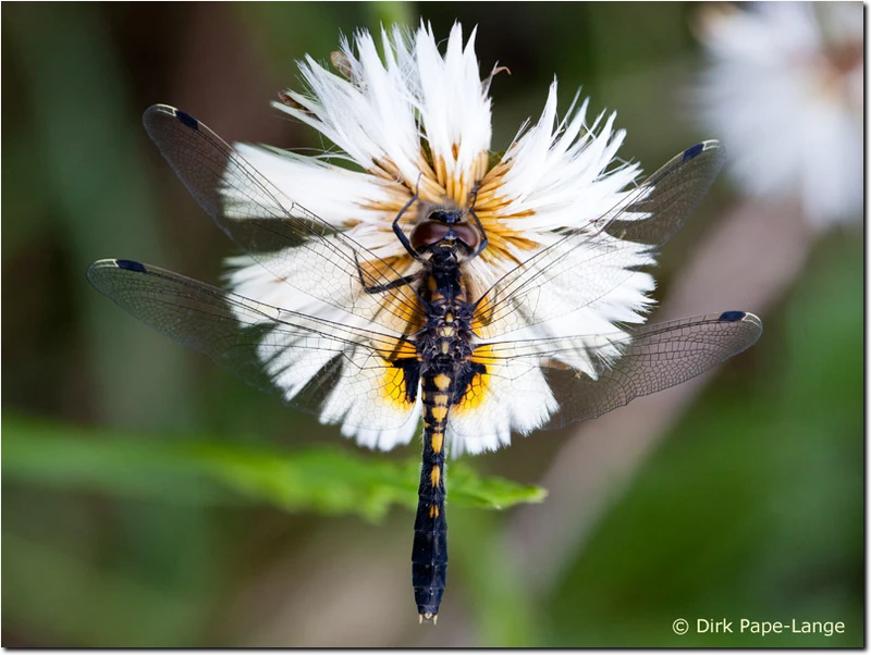 Leucorrhinia caudalis