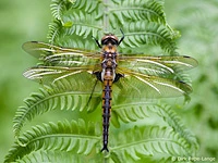 Epitheca bimaculata