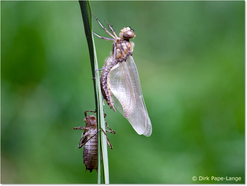 Weibchen der Zweifleck beim Schlüpfen Epitheca bimaculata