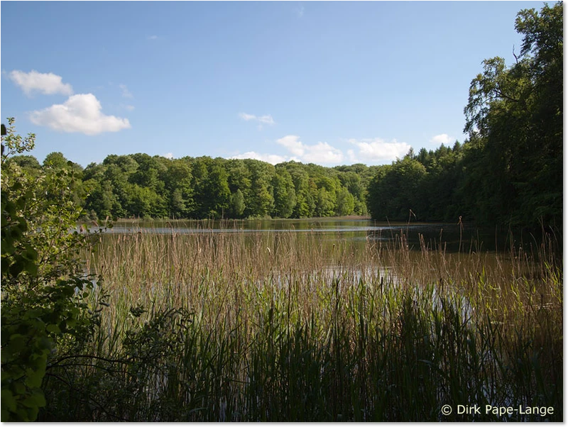 Habitat der Zweifleck in der Uckermark