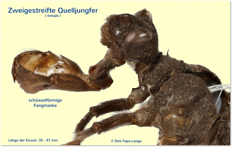 Fangmaske der Zweigestreiften Quelljungfer Zweigestreifte Quelljungfer