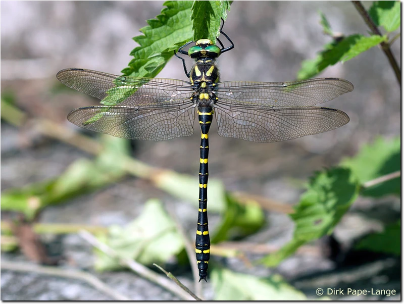 Cordulegaster boltonii