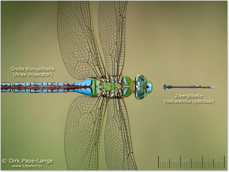 Die größte- und die kleinste-Libelle im Vergleich. Libellen Größenvergleich