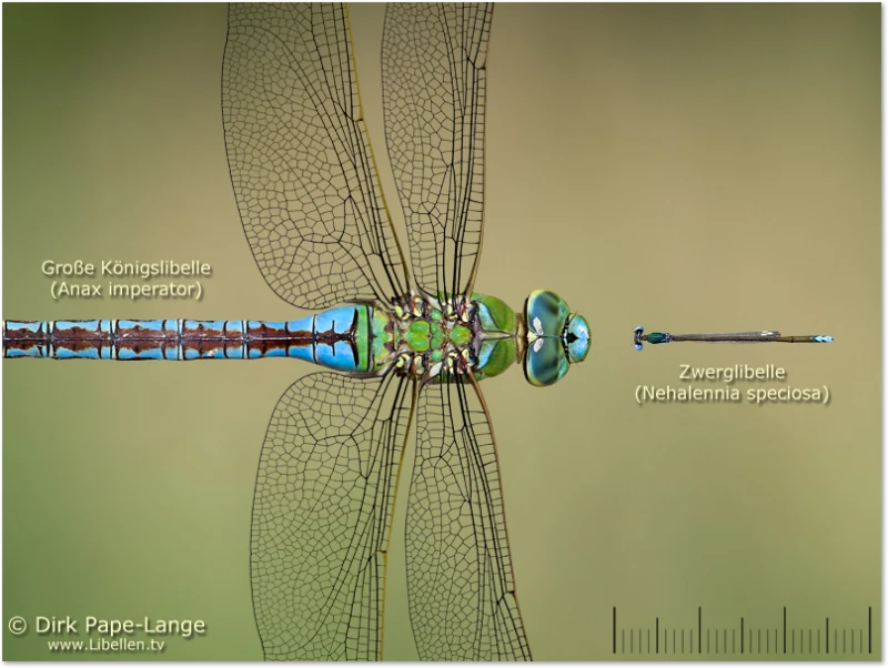 Libellen Größenvergleich