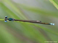 Nehalennia speciosa