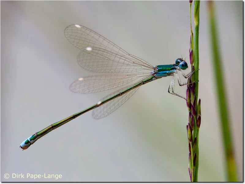 Nehalennia speciosa - Weibchen (Blau)