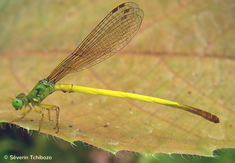 Ceriagrion citrinum Campion